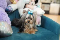 Mini Johnny 3lbs, a  Yorkshire Terrier for sale in Miami, FL – 2 of 7