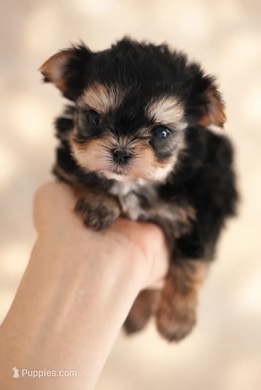 Whisper – Morkie puppy for sale in Miami, FL