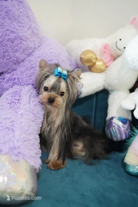 Mini Johnny 3lbs – Yorkshire Terrier puppy for sale in Miami, FL