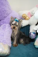 Mini Johnny 3lbs, a  Yorkshire Terrier for sale in Miami, FL – 1 of 7