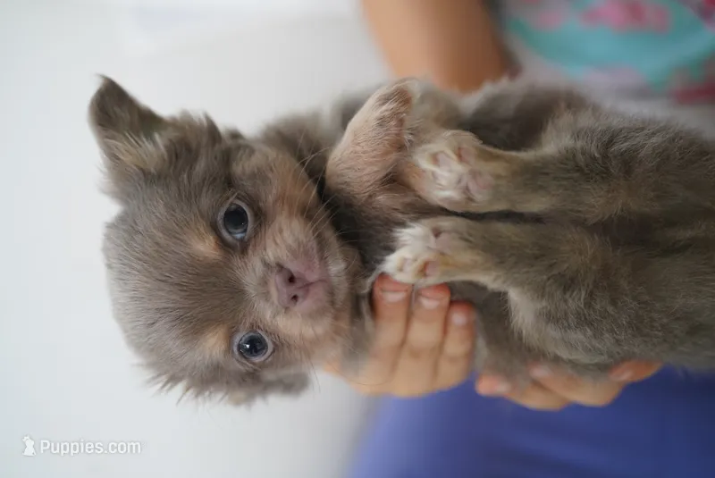 Buba – Chihuahua puppy for sale in Miami, FL