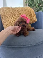 Mini Korean Bibi, a female Poodle - Toy  for sale in Miami, FL – 2 of 9