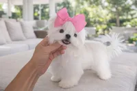 Paris, a female Maltese for sale in Miami, FL – Photo 1 of 3