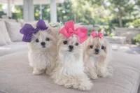 Paris, a female Maltese for sale in Miami, FL – Photo 2 of 3