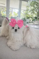 Paris, a female Maltese for sale in Miami, FL – Photo 3 of 3