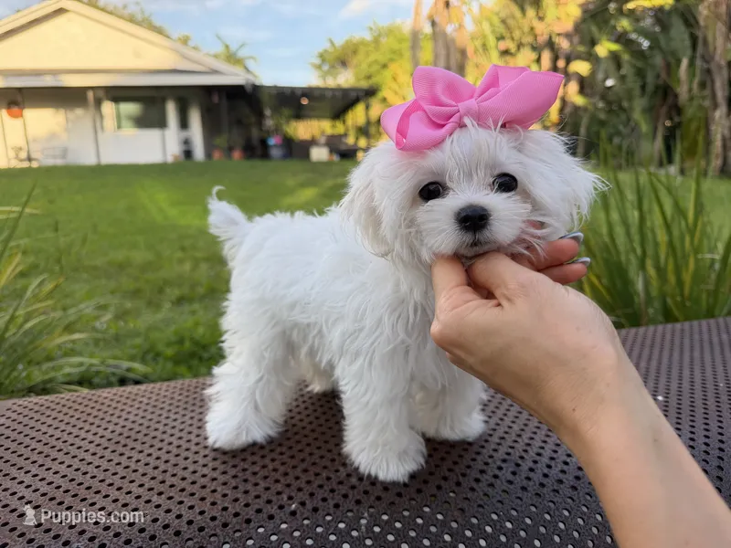 Mini Jolie – Maltese puppy for sale in Miami, FL