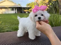 Mini Jolie, a female Maltese for sale in Miami, FL – 2 of 10