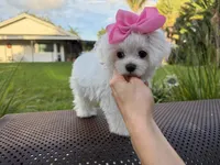 Mini Jolie, a female Maltese for sale in Miami, FL – 5 of 10