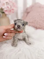 Lilac merle girl, a female Chihuahua for sale in Miami, FL – Photo 1 of 3