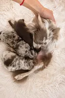 Lilac merle girl, a female Chihuahua for sale in Miami, FL – Photo 3 of 3