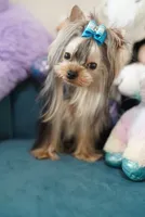 Mini Johnny 3lbs, a  Yorkshire Terrier for sale in Miami, FL – 4 of 7