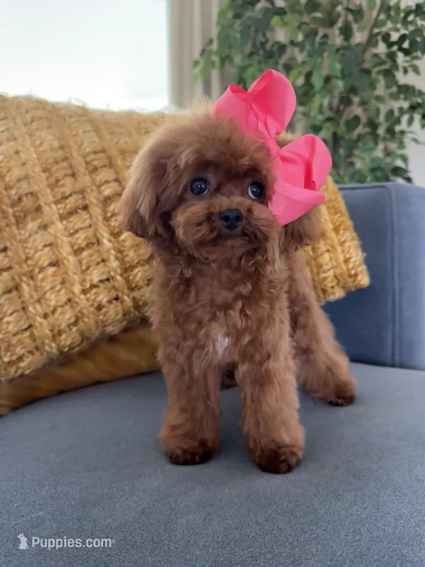 Mini Korean Bibi – Poodle - Toy  puppy for sale in Miami, FL