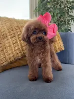 Mini Korean Bibi, a female Poodle - Toy  for sale in Miami, FL – 1 of 9