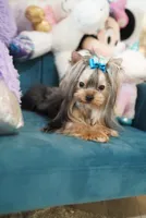 Mini Johnny 3lbs, a  Yorkshire Terrier for sale in Miami, FL – 3 of 7
