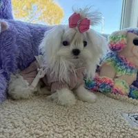 Paris, a female Maltese for sale in Miami, FL – Photo 1 of 4