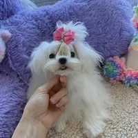 Paris, a female Maltese for sale in Miami, FL – Photo 4 of 4