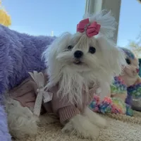 Paris, a female Maltese for sale in Miami, FL – Photo 3 of 4