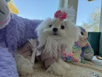 Paris, a female Maltese for sale in Miami, FL – Photo 3 of 4