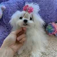 Paris, a female Maltese for sale in Miami, FL – Photo 2 of 4