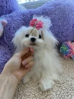 Paris, a female Maltese for sale in Miami, FL – Photo 2 of 4