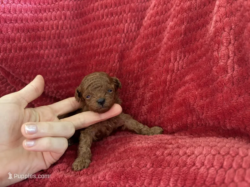 Tiny deep red korean