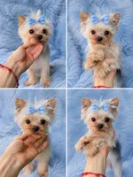 Mini Johnny 3lbs, a  Yorkshire Terrier for sale in Miami, FL – 8 of 8