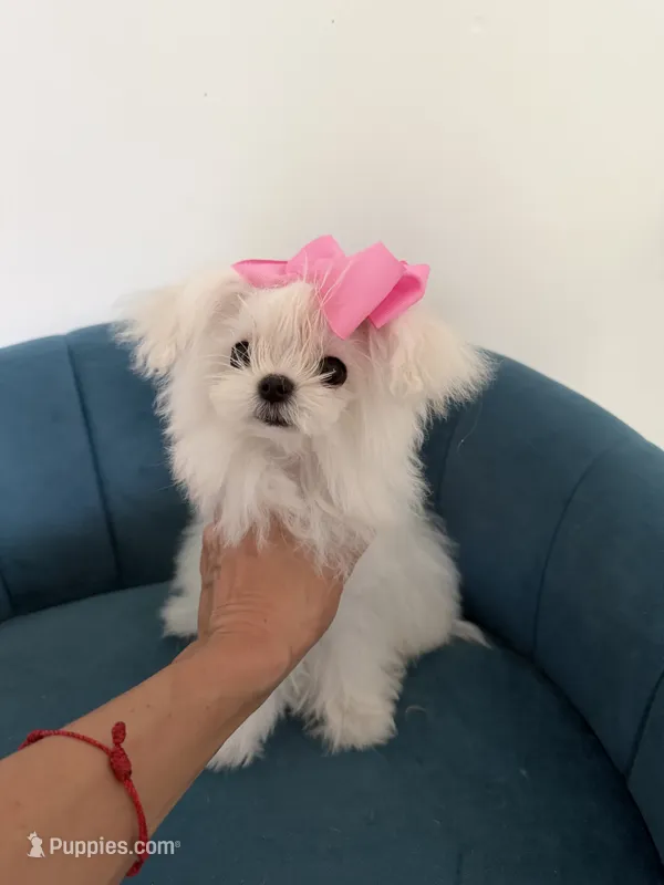 Ultra tiny baby – Maltese puppy for sale in Miami, FL