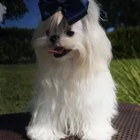 Doll Face Ollie, a male Maltese for sale in Miami, FL – Photo 5 of 6