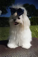 Doll Face Ollie, a male Maltese for sale in Miami, FL – Photo 5 of 6