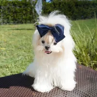 Doll Face Ollie, a male Maltese for sale in Miami, FL – Photo 6 of 6