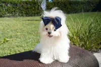 Doll Face Ollie, a male Maltese for sale in Miami, FL – Photo 6 of 6