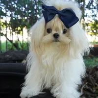 Doll Face Ollie, a male Maltese for sale in Miami, FL – Photo 1 of 6
