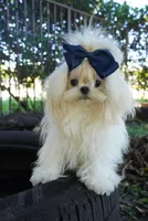 Doll Face Ollie, a male Maltese for sale in Miami, FL – Photo 1 of 6