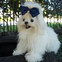 Doll Face Ollie, a male Maltese for sale in Miami, FL – Photo 4 of 6