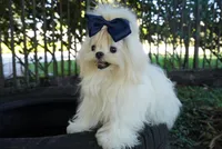 Doll Face Ollie, a male Maltese for sale in Miami, FL – Photo 4 of 6