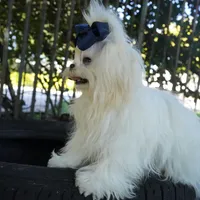 Doll Face Ollie, a male Maltese for sale in Miami, FL – Photo 2 of 6