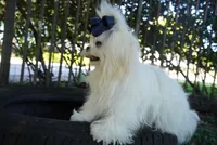 Doll Face Ollie, a male Maltese for sale in Miami, FL – Photo 2 of 6