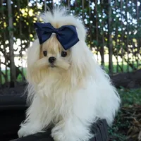 Doll Face Ollie, a male Maltese for sale in Miami, FL – Photo 3 of 6