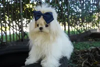 Doll Face Ollie, a male Maltese for sale in Miami, FL – Photo 3 of 6