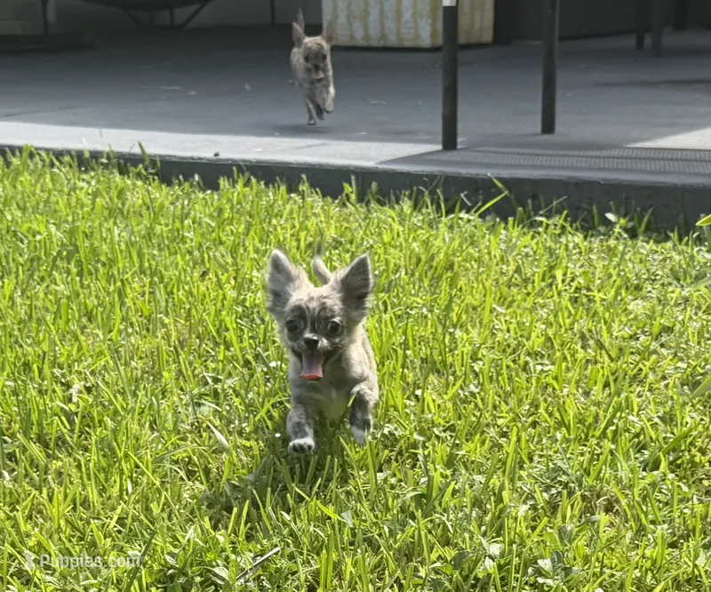 tobi – Chihuahua puppy for sale in Miami, FL