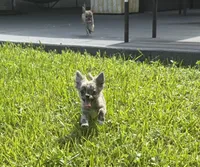 tobi, a male Chihuahua for sale in Miami, FL – 1 of 2