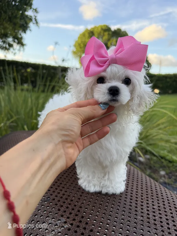Tiny Chanel – Maltese puppy for sale in Miami, FL