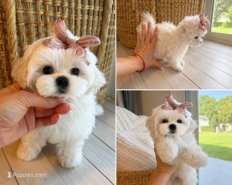 Chanel – Maltese puppy for sale in Miami, FL
