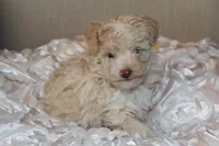 Lily, a female Poodle - Toy  for sale in Houston, TX – 7 of 10