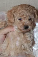 Rumi, a female Poodle - Toy  for sale in Houston, TX – 8 of 9