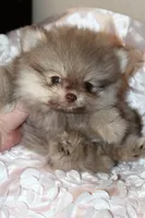 Dulce , a female Pomeranian for sale in Houston, TX – 3 of 6