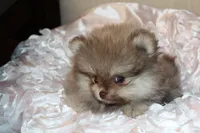Dulce , a female Pomeranian for sale in Houston, TX – 4 of 6