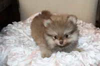 Dulce , a female Pomeranian for sale in Houston, TX – 2 of 6
