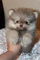 Dulce , a female Pomeranian for sale in Houston, TX – 6 of 6