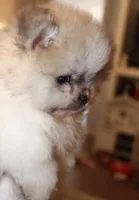 Sonic , a male Pomeranian for sale in Houston, TX – 5 of 10